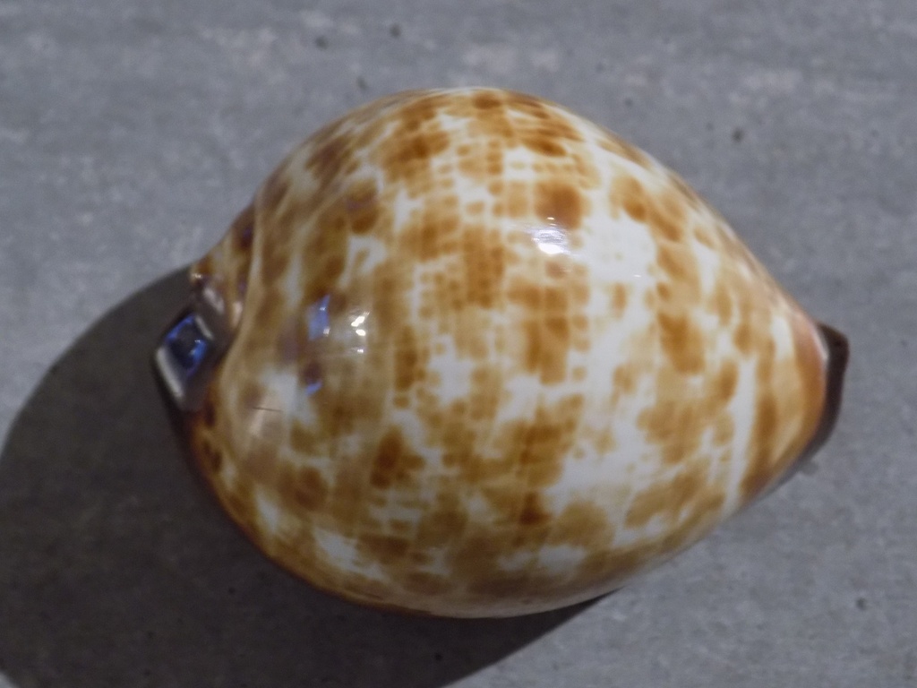 CYPRAEA ZOILA DECIPIENS