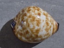 CYPRAEA ZOILA DECIPIENS