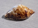 CYPRAEA ZOILA FRIENDII FRIENDII