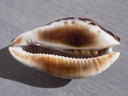 CYPRAEA ZOILA FRIENDII FRIENDII