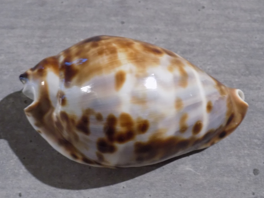 CYPRAEA ZOILA FRIENDII FRIENDII