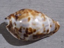 CYPRAEA ZOILA FRIENDII FRIENDII