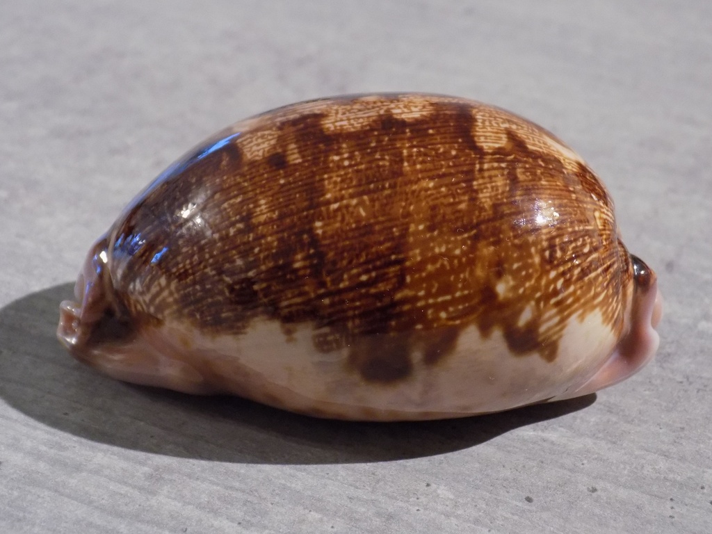 CYPRAEA LEPORICY.MAPPA VIRIDIS Montrouzieri Niger