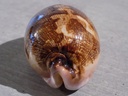 CYPRAEA LEPORICY.MAPPA VIRIDIS Montrouzieri Niger