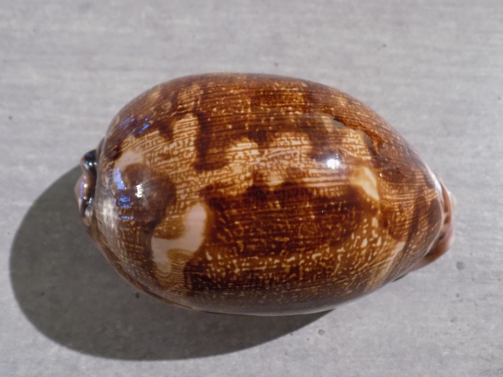 CYPRAEA LEPORICY.MAPPA VIRIDIS Montrouzieri Niger