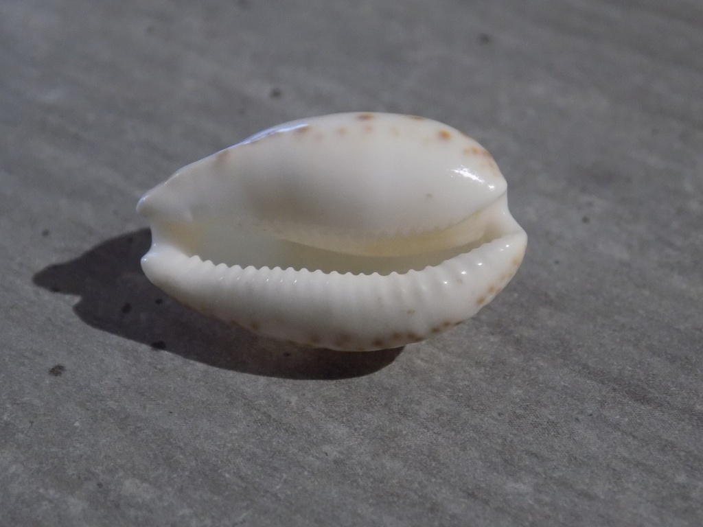 CYPRAEA NOTOCYPRAEA COMPTONII MAYI 