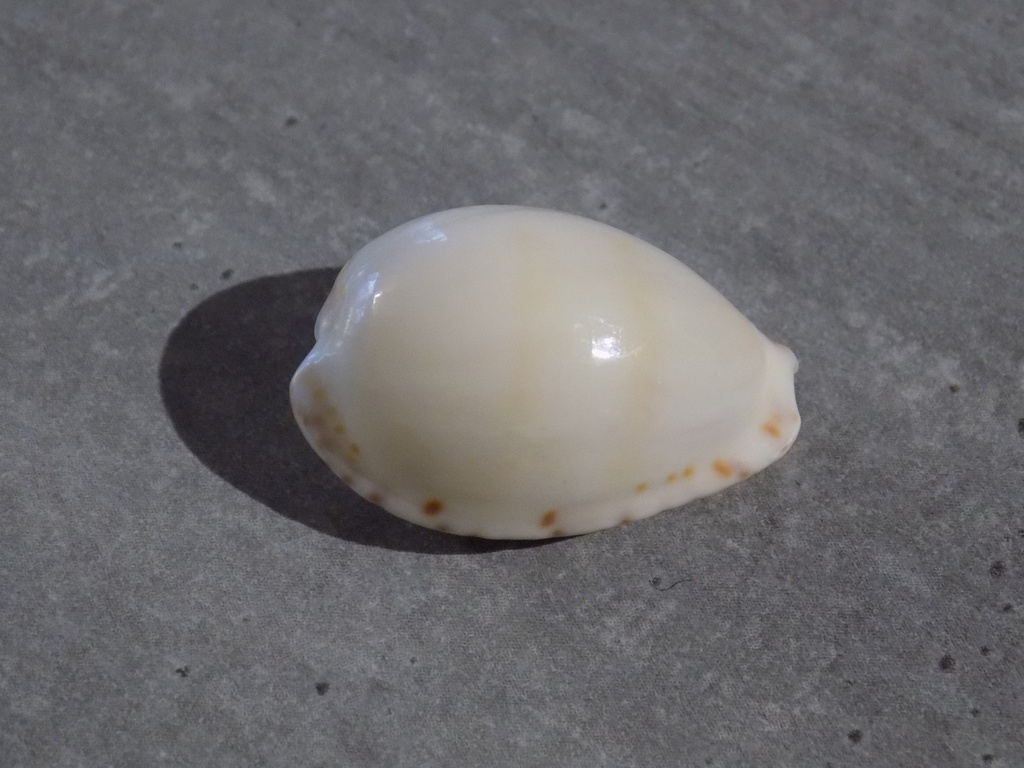 CYPRAEA NOTOCYPRAEA COMPTONII MAYI 