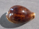 CYPRAEA PANTHERINA F.FUNEBRALIS