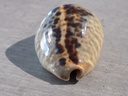 CYPRAEA MURACYPRAEA MUS MUS