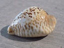 CYPRAEA MURACYPRAEA MUS DONMOOREI 