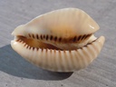 CYPRAEA MURACYPRAEA MUS DONMOOREI 