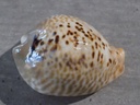 CYPRAEA MURACYPRAEA MUS DONMOOREI 