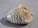 CYPRAEA MURACYPRAEA MUS BICORNIS