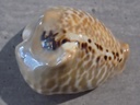 CYPRAEA MURACYPRAEA MUS BICORNIS