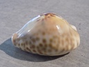 CYPRAEA BARYCYPRAEA TEULEREI