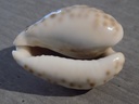 CYPRAEA BARYCYPRAEA TEULEREI