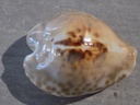 CYPRAEA BARYCYPRAEA TEULEREI