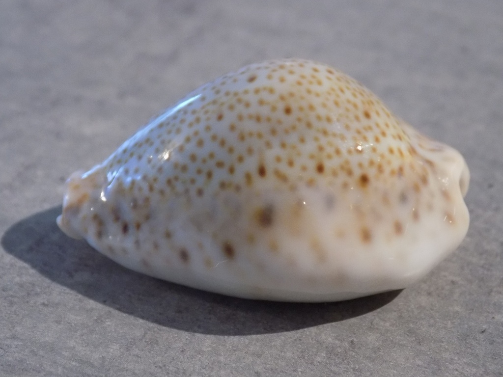 CYPRAEA ERROSARIA TURDUS TURDUS XL