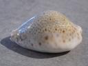 CYPRAEA ERROSARIA TURDUS TURDUS XL