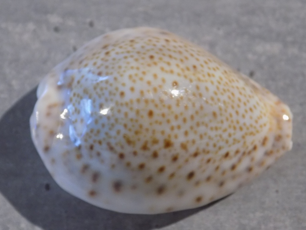 CYPRAEA ERROSARIA TURDUS TURDUS XL