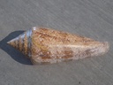 CONIDAE CYLINDER GLORIAMARIS