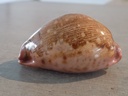 CYPRAEA LEPORICYPRAEA M.VIRIDIS MONTROUZ