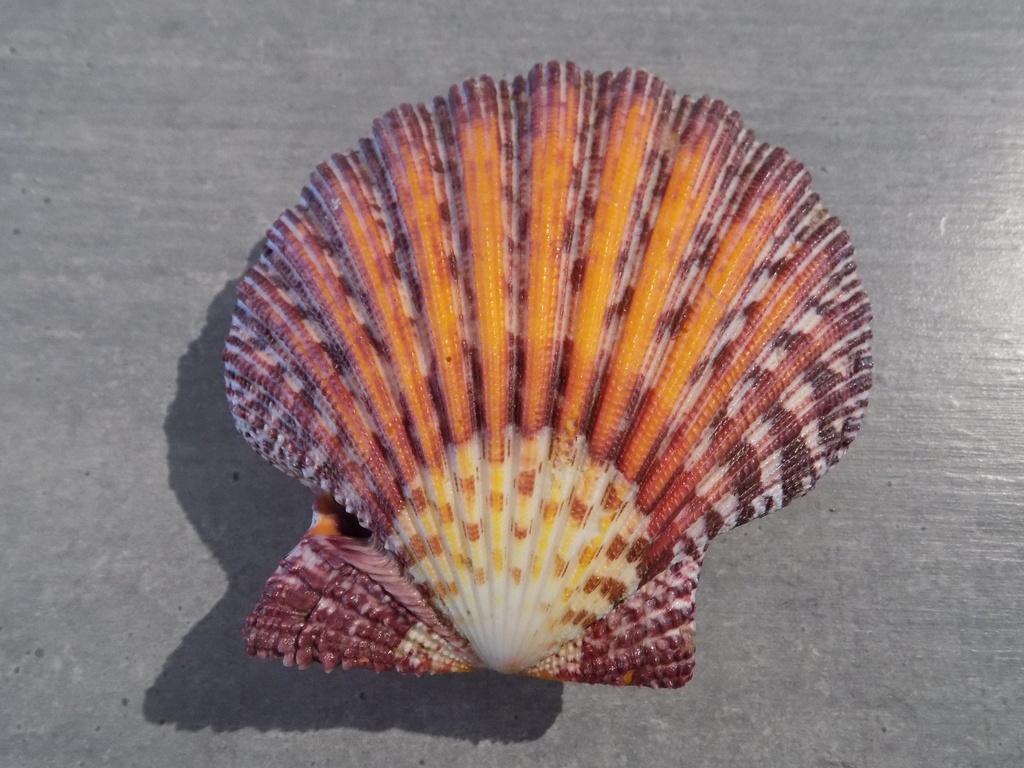 PECTINIDAE CRYPTOPECTEN PALLIUM XL