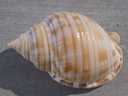 CASSIDAE SEMICASSIS Granulatum Undatum