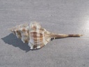 MURICIDAE VOKESIMUREX MALABARICUS