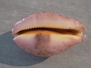 CYPRAEA LEPORICYPRAEA M.VIRIDIS MONTROUZ