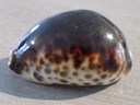 CYPRAEA TIGRIS BLACK