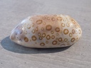 CYPRAEA ARESTORIDES ARGUS CONTRASTRIATA