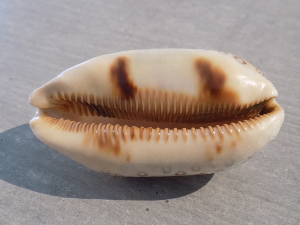 CYPRAEA ARESTORIDES ARGUS CONTRASTRIATA