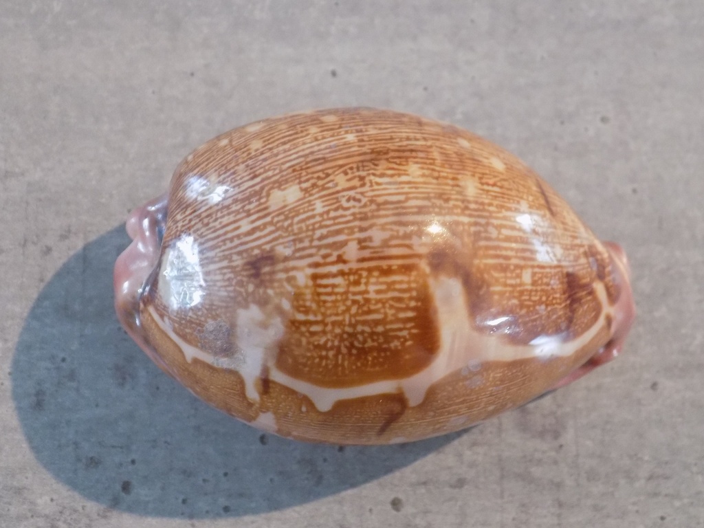 CYPRAEA LEPORICYPRAEA M.VIRIDIS MONTROUZ