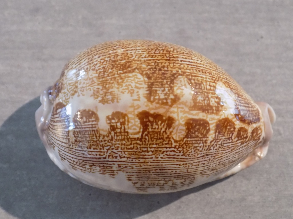 CYPRAEA LEPORICYPRAEA MAPPA ROSAE 