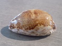 CYPRAEA LEPORICYPRAEA MAPPA ROSEA 