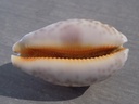 CYPRAEA LEPORICYPRAEA MAPPA ROSEA 