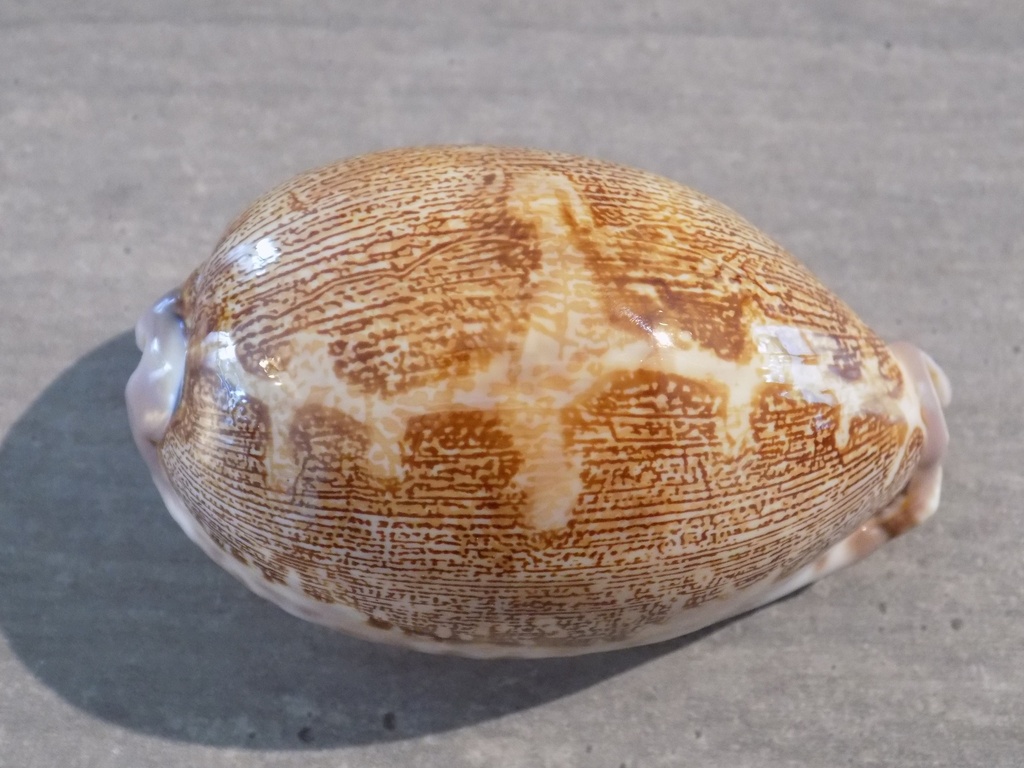 CYPRAEA LEPORICYPRAEA MAPPA ROSEA 