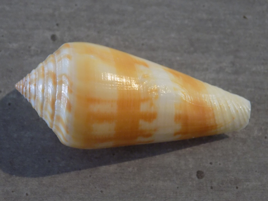 CONIDAE PIONOCONUS CONSORS