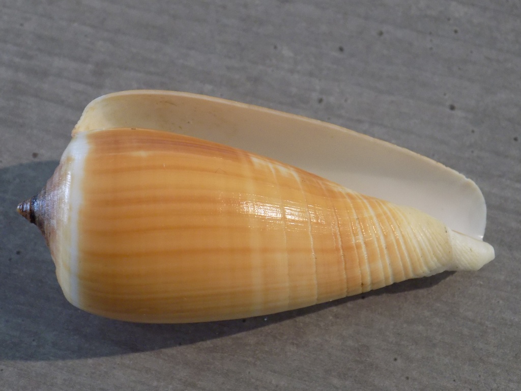 CONIDAE PHASMOCONUS RADIATUS XL