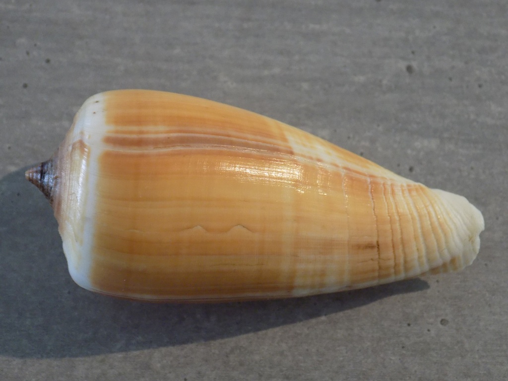 CONIDAE PHASMOCONUS RADIATUS XL