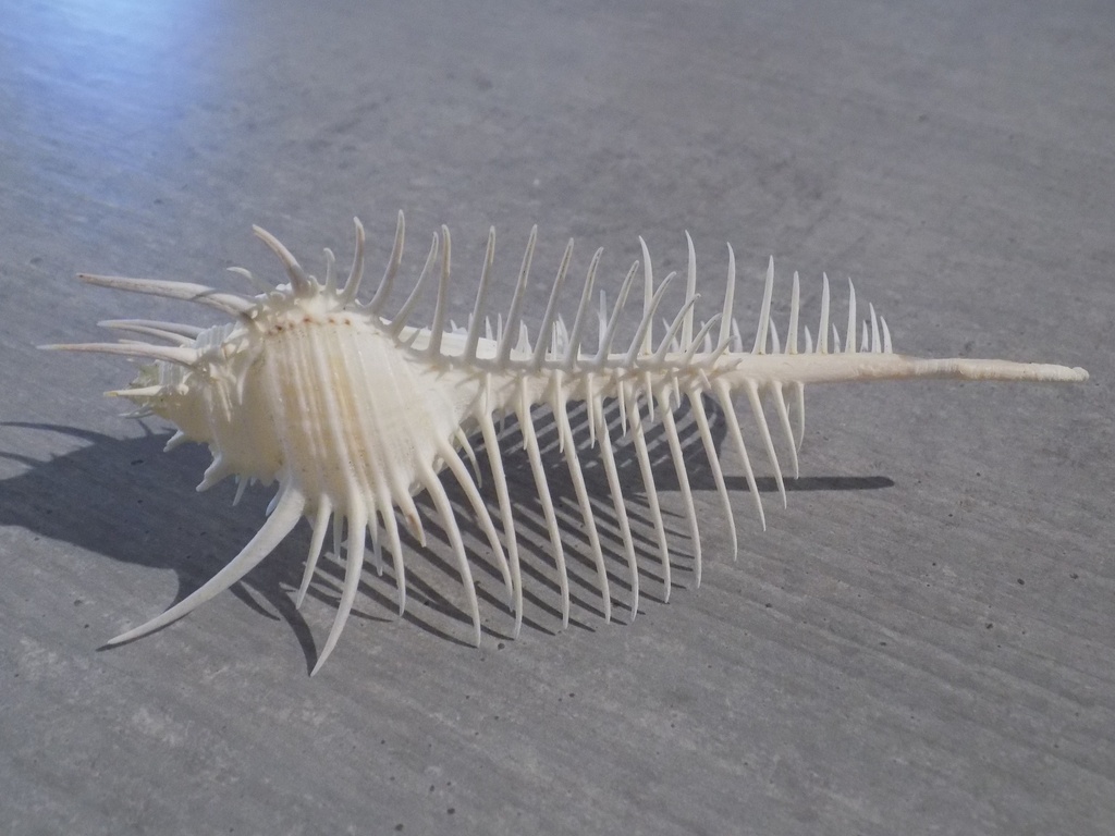 MURICIDAE MUREX PECTEN XL