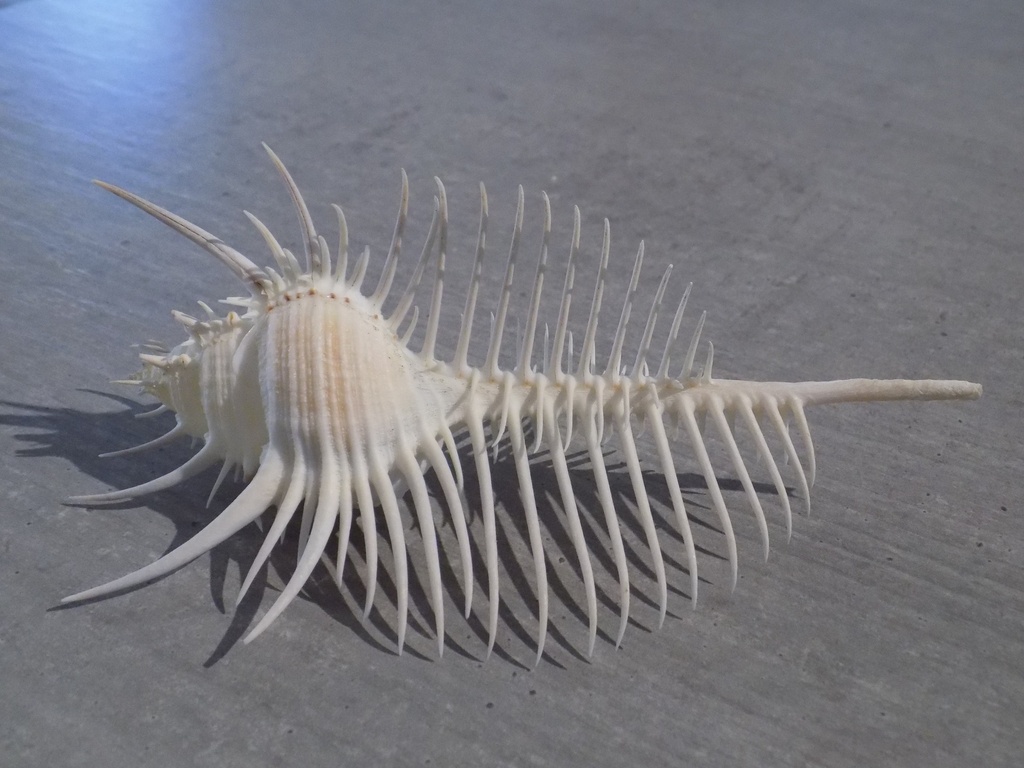 MURICIDAE MUREX PECTEN XL