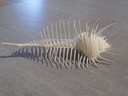 MURICIDAE MUREX PECTEN XL