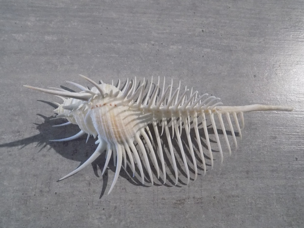 MURICIDAE MUREX PECTEN XL