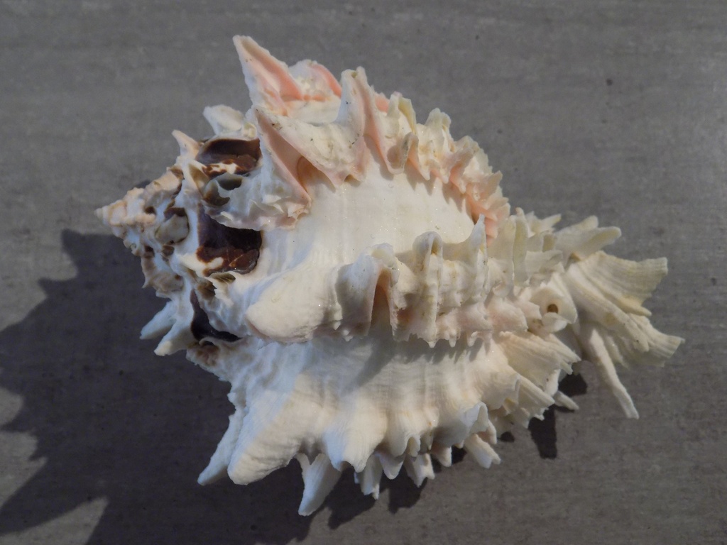 MURICIDAE HEXAPLEX REGIUS XL