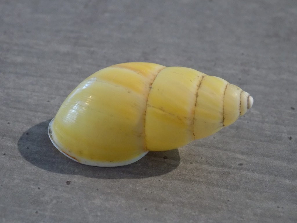 CAMAENIDAE AMPHIDROMUS PERVERSUS