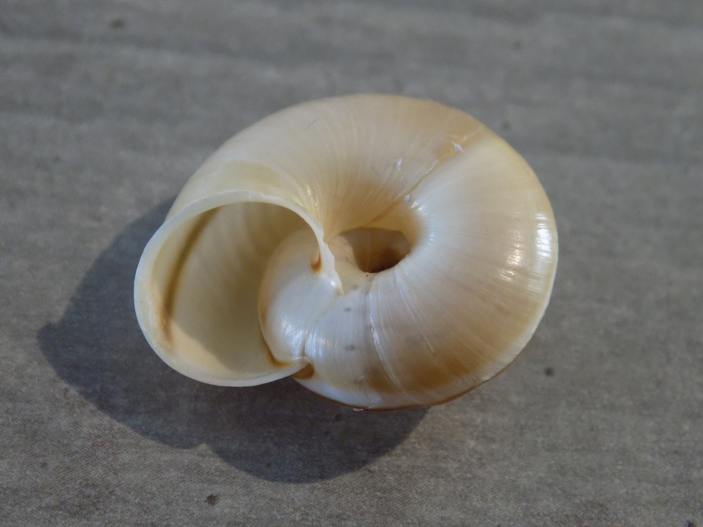 HELICIDAE CHILOSTOMA CINGULUM CINGULUM