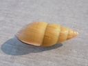 CAMAEIDAE AMPHIDROMUS NOKIOKOWASOEI 