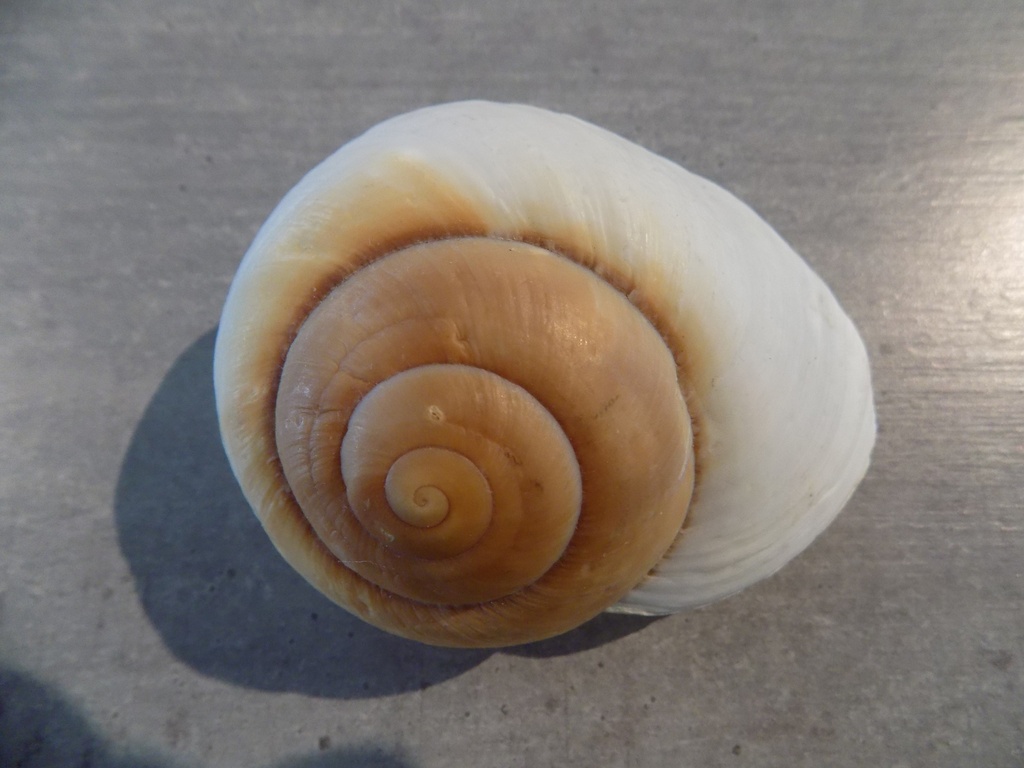 TERREST.CHRONIDAE LAMARKIELLA ZEUS